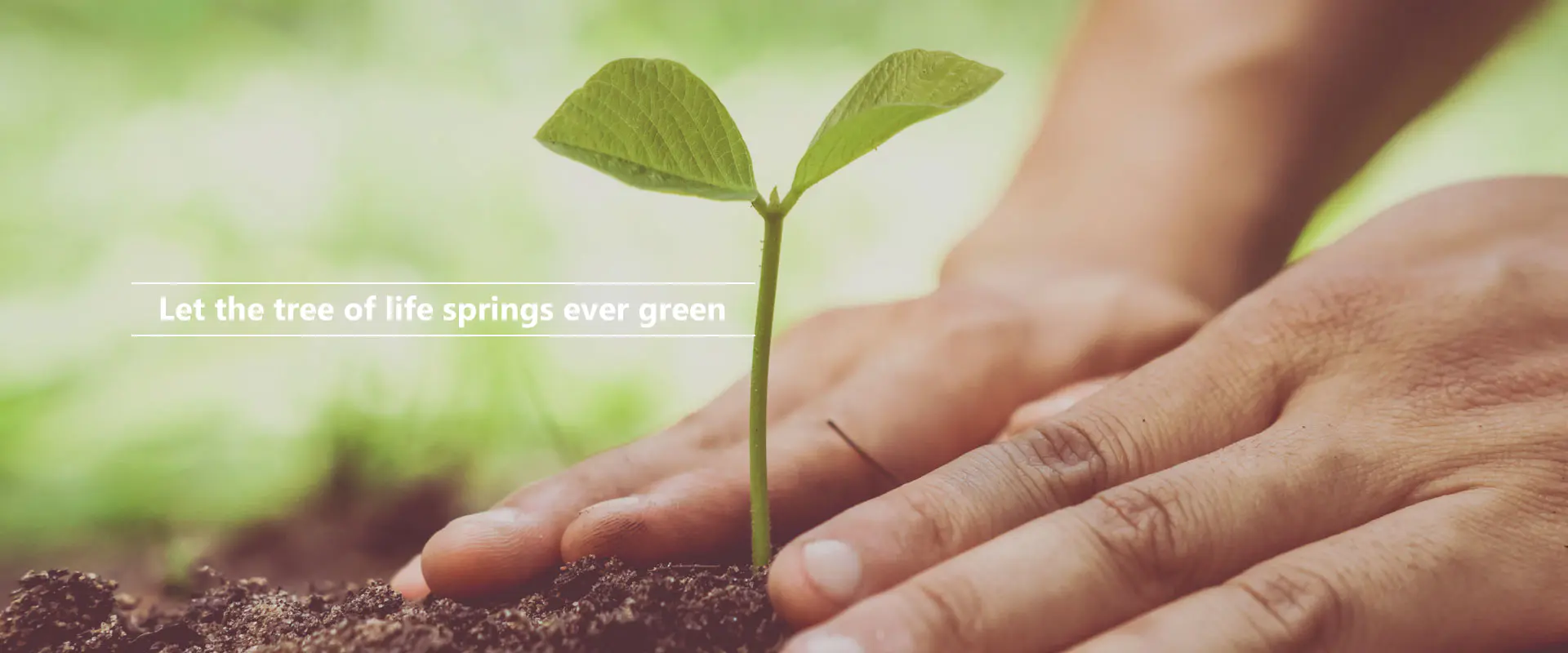 Lasă pomul vieții să răsară mereu verde